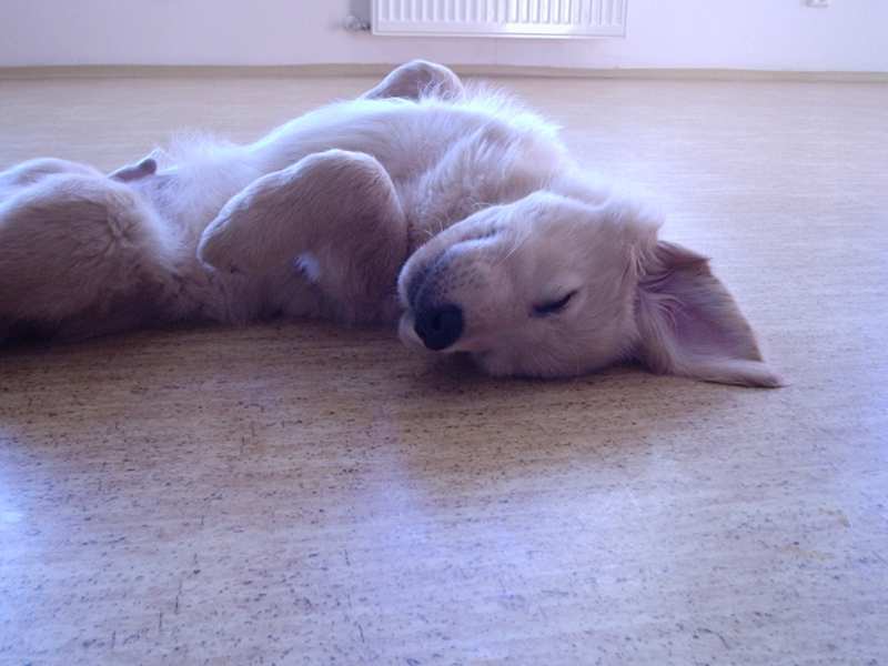 buddy07.jpg